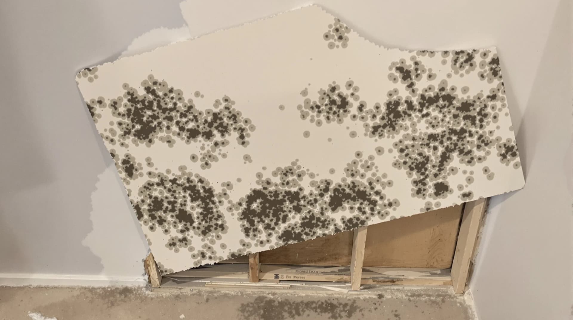 Black mold revealed behind removed drywall panel in a home wall cavity, mold growing on wooden studs, dramatic side lighting, documentary photography